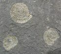 Dactylioceras Ammonite Cluster - Posidonia Shale #52920-1